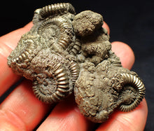 Load image into Gallery viewer, Large pyrite multi-ammonite fossil Crucilobiceras (65 mm)