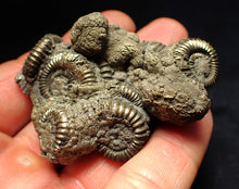 Load image into Gallery viewer, Large pyrite multi-ammonite fossil Crucilobiceras (65 mm)