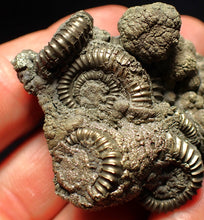 Load image into Gallery viewer, Large pyrite multi-ammonite fossil Crucilobiceras (65 mm)