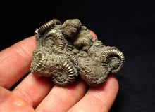 Load image into Gallery viewer, Large pyrite multi-ammonite fossil Crucilobiceras (65 mm)