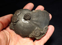 Load image into Gallery viewer, Very large high-quality Oxynoticeras pyrite ammonite fossil (91 mm)