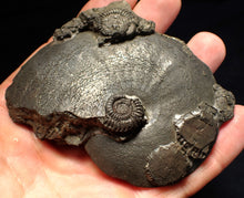 Load image into Gallery viewer, Very large high-quality Oxynoticeras pyrite ammonite fossil (91 mm)