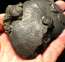 Load image into Gallery viewer, Very large high-quality Oxynoticeras pyrite ammonite fossil (91 mm)