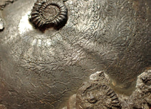 Load image into Gallery viewer, Very large high-quality Oxynoticeras pyrite ammonite fossil (91 mm)