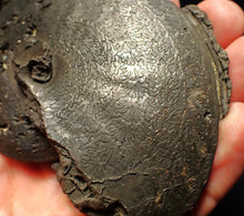 Load image into Gallery viewer, Very large high-quality Oxynoticeras pyrite ammonite fossil (91 mm)