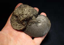 Load image into Gallery viewer, huge double-Oxynoticeras pyrite ammonite fossil (94mm)