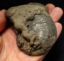 Load image into Gallery viewer, huge double-Oxynoticeras pyrite ammonite fossil (94mm)