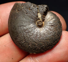 Load image into Gallery viewer, Oxynoticeras pyrite ammonite fossil (33mm)