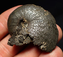 Load image into Gallery viewer, Oxynoticeras pyrite ammonite fossil (43mm)