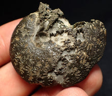 Load image into Gallery viewer, Oxynoticeras pyrite ammonite fossil (43mm)