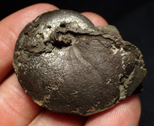 Load image into Gallery viewer, Oxynoticeras pyrite ammonite fossil (47mm)