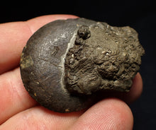 Load image into Gallery viewer, Oxynoticeras pyrite ammonite fossil (47mm)