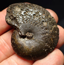 Load image into Gallery viewer, Oxynoticeras pyrite ammonite fossil (47mm)