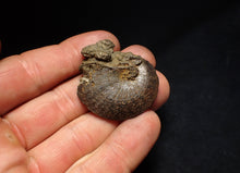 Load image into Gallery viewer, Oxynoticeras pyrite ammonite fossil (37mm)