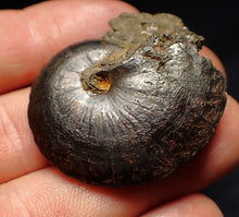 Load image into Gallery viewer, Oxynoticeras pyrite ammonite fossil (37mm)