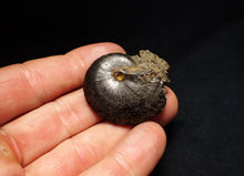 Load image into Gallery viewer, Oxynoticeras pyrite ammonite fossil (37mm)