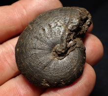Load image into Gallery viewer, Oxynoticeras pyrite ammonite fossil (46mm)