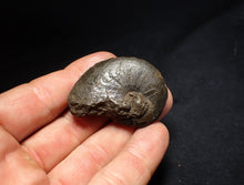 Load image into Gallery viewer, Oxynoticeras pyrite ammonite fossil (46mm)