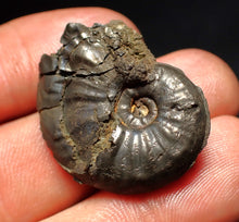 Load image into Gallery viewer, Uncommon Gleviceras pyrite ammonite fossil (30 mm)