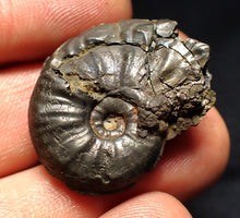 Load image into Gallery viewer, Uncommon Gleviceras pyrite ammonite fossil (30 mm)