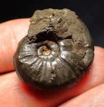 Load image into Gallery viewer, Uncommon Gleviceras pyrite ammonite fossil (30 mm)