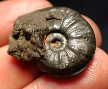 Load image into Gallery viewer, Uncommon Gleviceras pyrite ammonite fossil (30 mm)