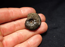 Load image into Gallery viewer, Uncommon Gleviceras pyrite ammonite fossil (30 mm)