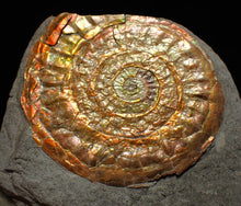 Load image into Gallery viewer, Complete iridescent Caloceras display ammonite fossil 56mm