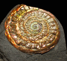 Load image into Gallery viewer, Complete iridescent Caloceras display ammonite fossil 56mm