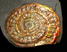 Load image into Gallery viewer, Complete iridescent Caloceras display ammonite fossil 56mm