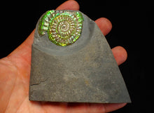 Load image into Gallery viewer, Green iridescent Caloceras display ammonite fossil 48mm