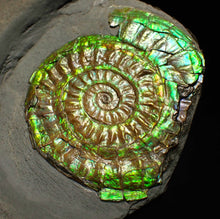 Load image into Gallery viewer, Green iridescent Caloceras display ammonite fossil 48mm