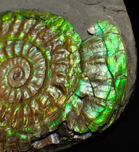 Load image into Gallery viewer, Green iridescent Caloceras display ammonite fossil 48mm