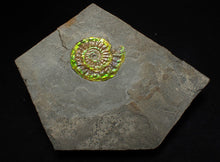 Load image into Gallery viewer, Green iridescent Caloceras display ammonite fossil 26mm