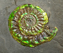 Load image into Gallery viewer, Green iridescent Caloceras display ammonite fossil 26mm