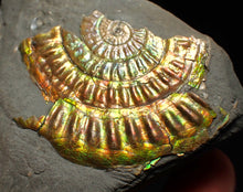 Load image into Gallery viewer, Iridescent Caloceras display ammonite fossil 55mm