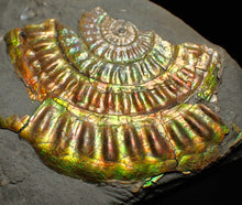 Load image into Gallery viewer, Iridescent Caloceras display ammonite fossil 55mm