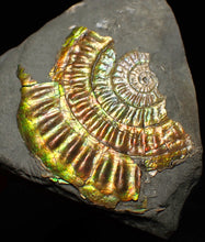 Load image into Gallery viewer, Iridescent Caloceras display ammonite fossil 55mm