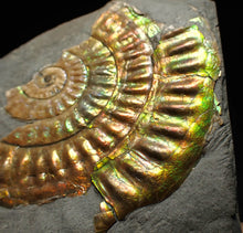 Load image into Gallery viewer, Iridescent Caloceras display ammonite fossil 55mm