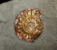 Load image into Gallery viewer, Juvenile iridescent Caloceras display ammonite fossil 17mm