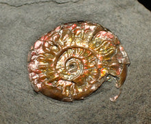 Load image into Gallery viewer, Juvenile iridescent Caloceras display ammonite fossil 17mm