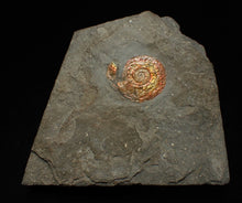 Load image into Gallery viewer, Juvenile red iridescent Psiloceras ammonite fossil (22mm)
