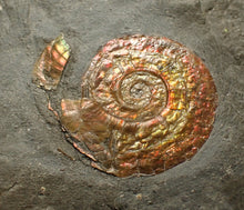 Load image into Gallery viewer, Juvenile red iridescent Psiloceras ammonite fossil (22mm)
