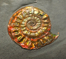 Load image into Gallery viewer, Complete iridescent Caloceras display ammonite fossil 27mm