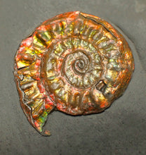 Load image into Gallery viewer, Complete iridescent Caloceras display ammonite fossil 27mm