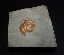 Load image into Gallery viewer, Juvenile subtly iridescent Psiloceras display ammonite fossil 21mm