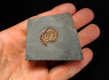 Load image into Gallery viewer, Juvenile subtly iridescent Psiloceras display ammonite fossil 21mm
