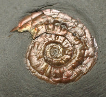 Load image into Gallery viewer, Juvenile subtly iridescent Psiloceras display ammonite fossil 21mm