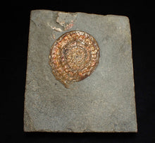 Load image into Gallery viewer, Juvenile iridescent Caloceras display ammonite fossil 40mm