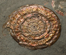 Load image into Gallery viewer, Juvenile iridescent Caloceras display ammonite fossil 40mm
